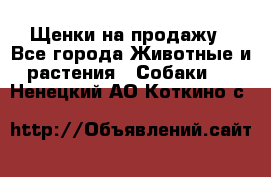 Щенки на продажу - Все города Животные и растения » Собаки   . Ненецкий АО,Коткино с.